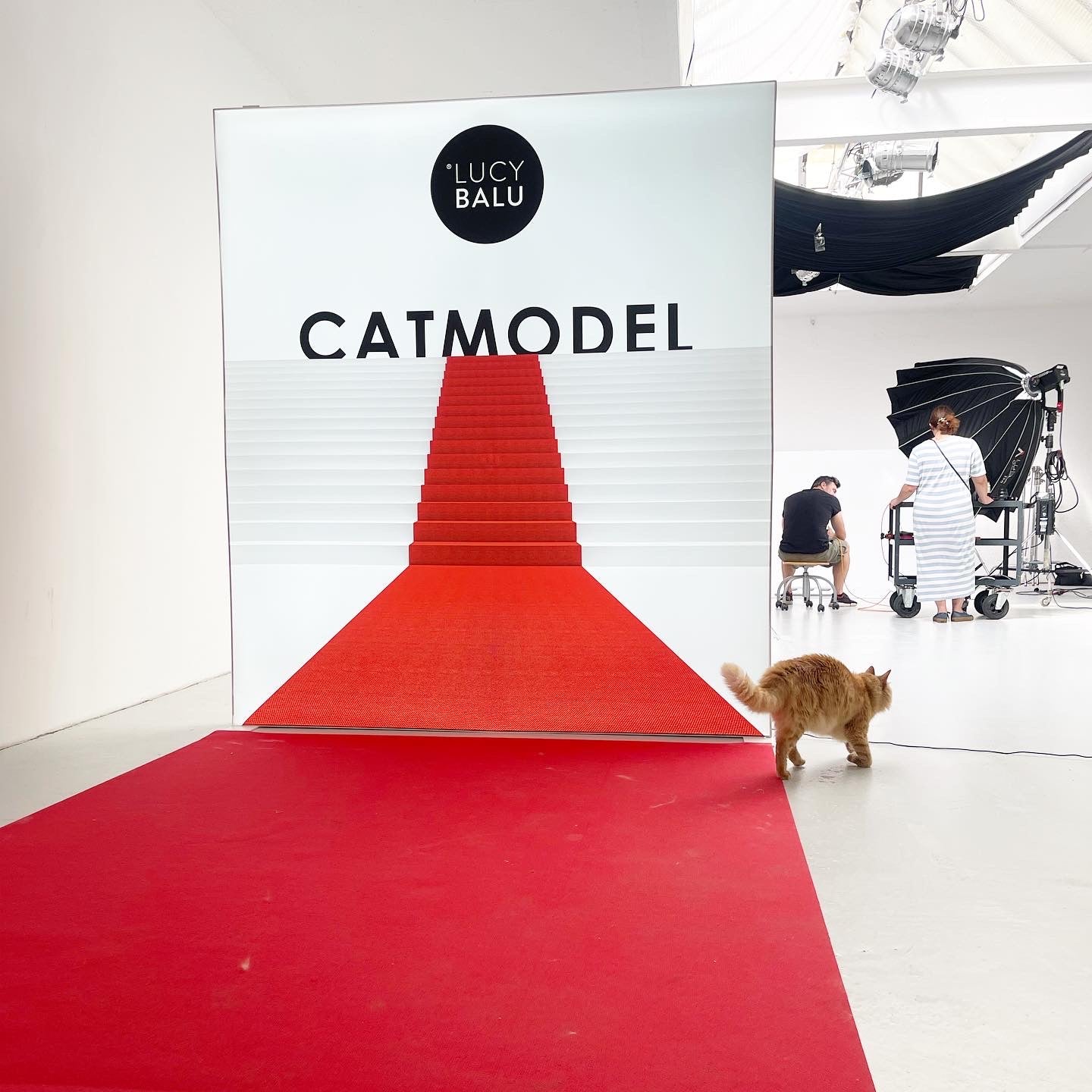 Catmodel Contest - ein Foto-Wettbewerb für Katzen