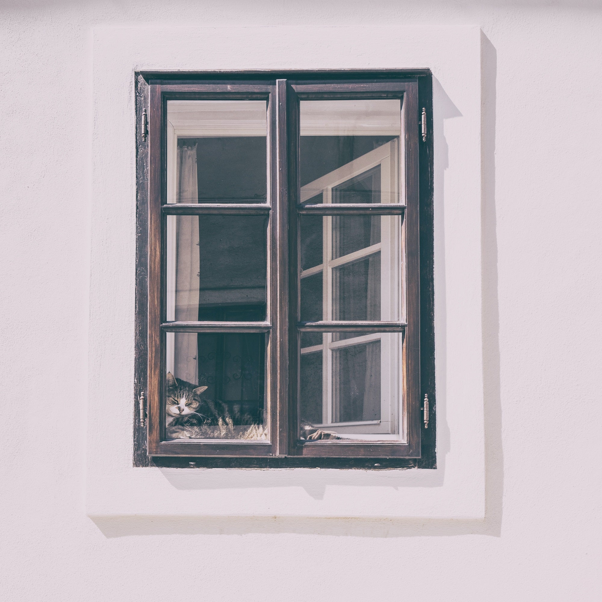 Katze gekipptes Fenster 
