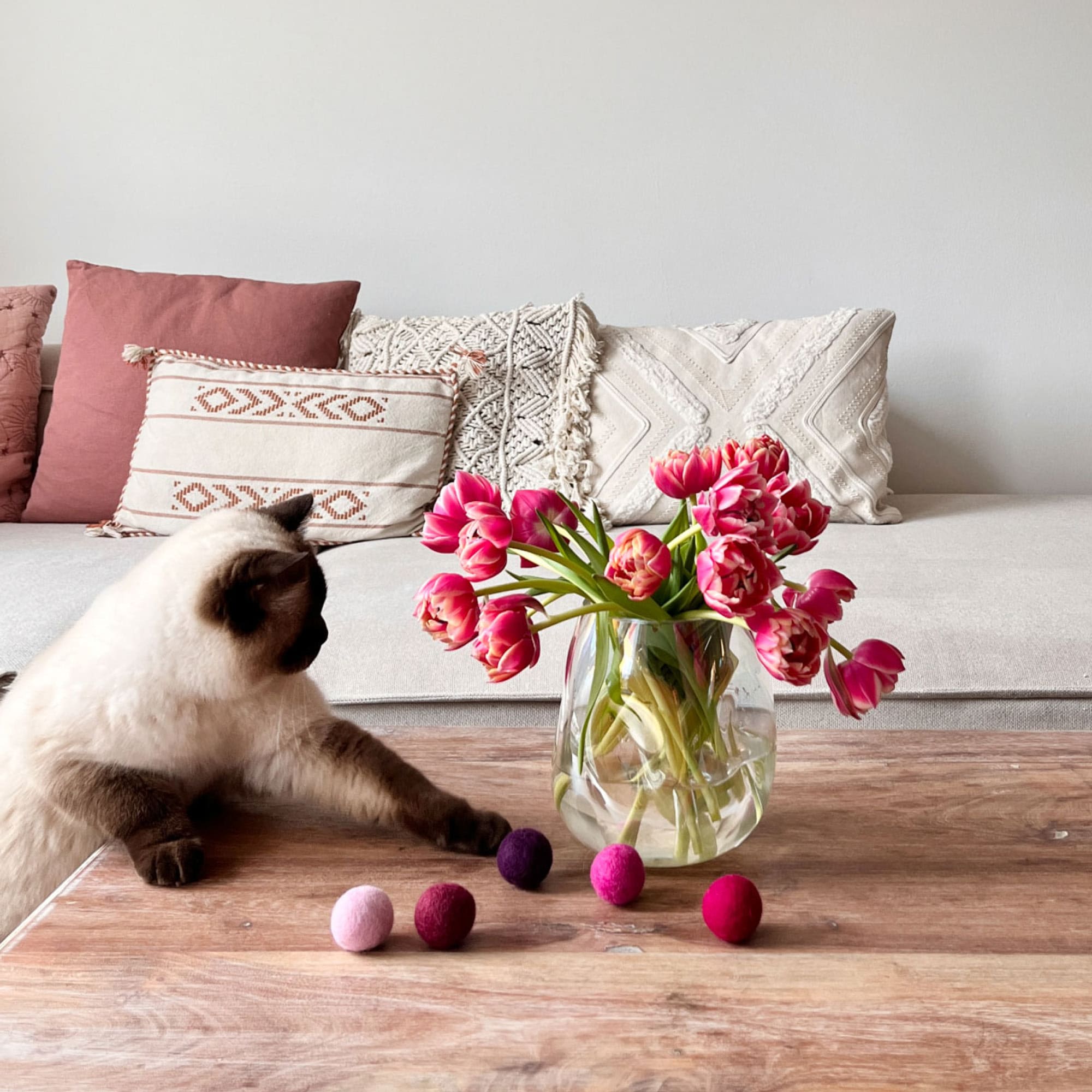 Katzenfreundlicher Balkon – So machst du ihn sicher und spannend