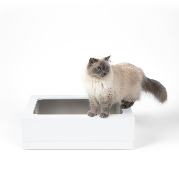 Die perfekte Katzentoilette: Hygiene, Stil und Komfort in einem
