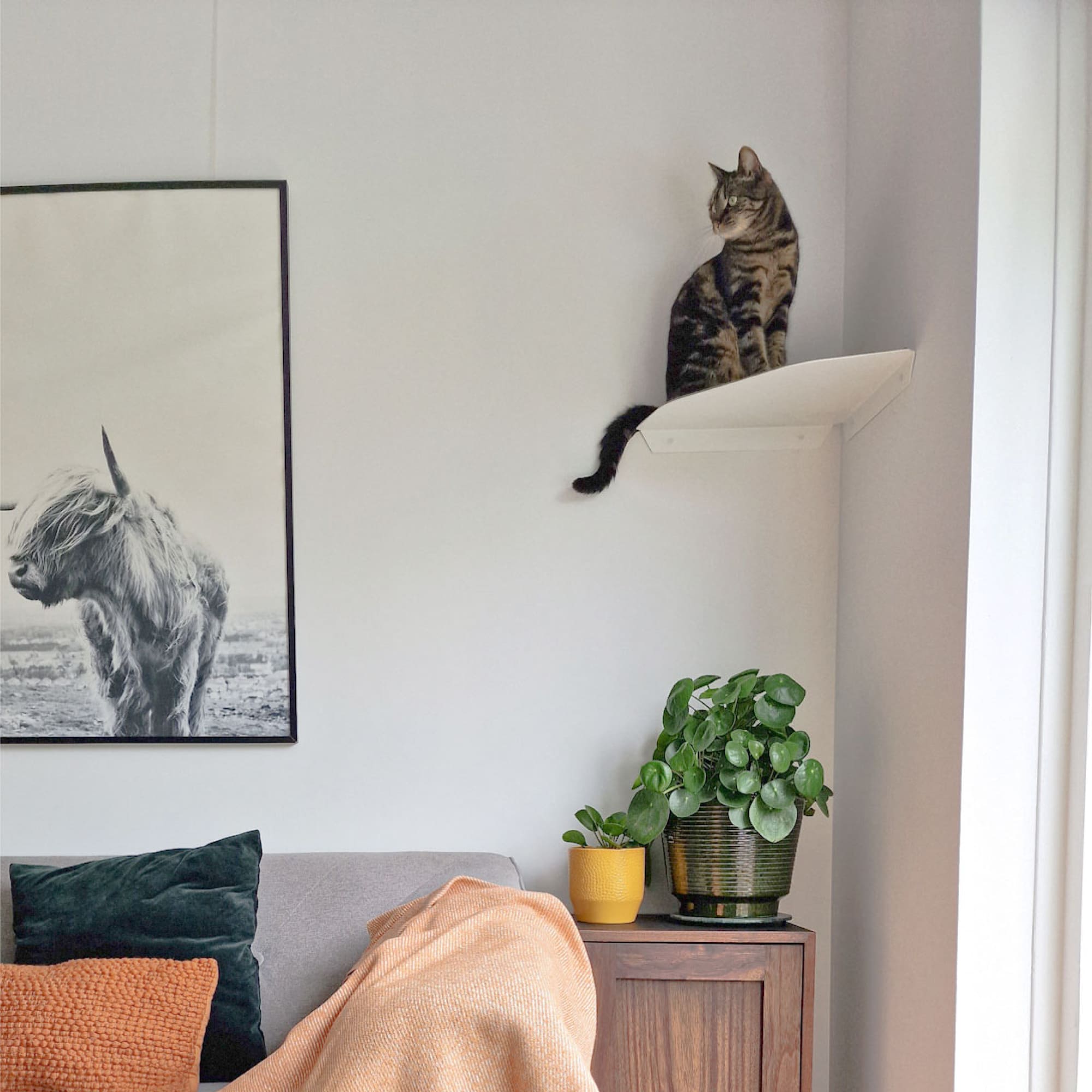 Katze Eckliege Wand 