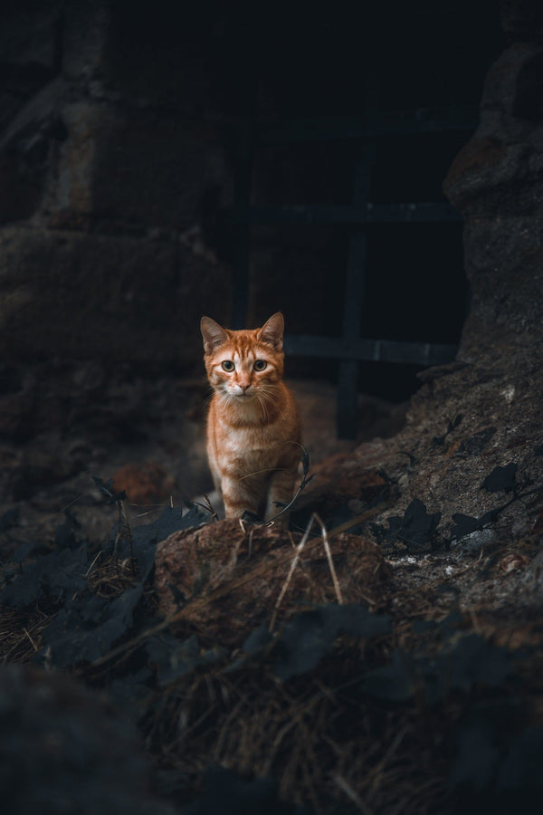 Lost - Wenn die Katze nicht mehr heim kommt