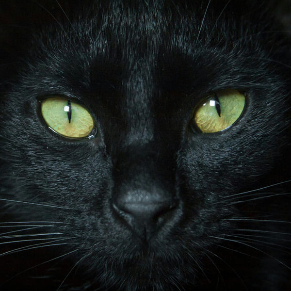 Die schwarze Katze und warum sie so besonders ist