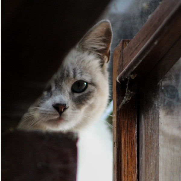 Silvesterfeier mit Katze: Tipps für eine stressfreie Nacht