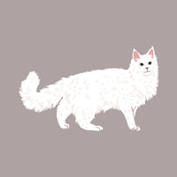 Angora