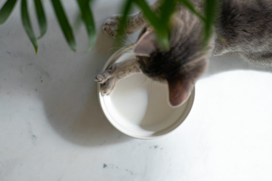 Ersatzschale für Futternapf von LucyBalu