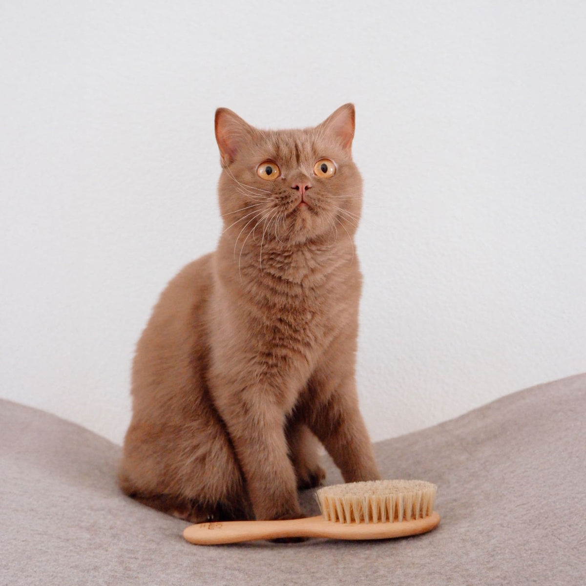 FIGARO Katzenbürste