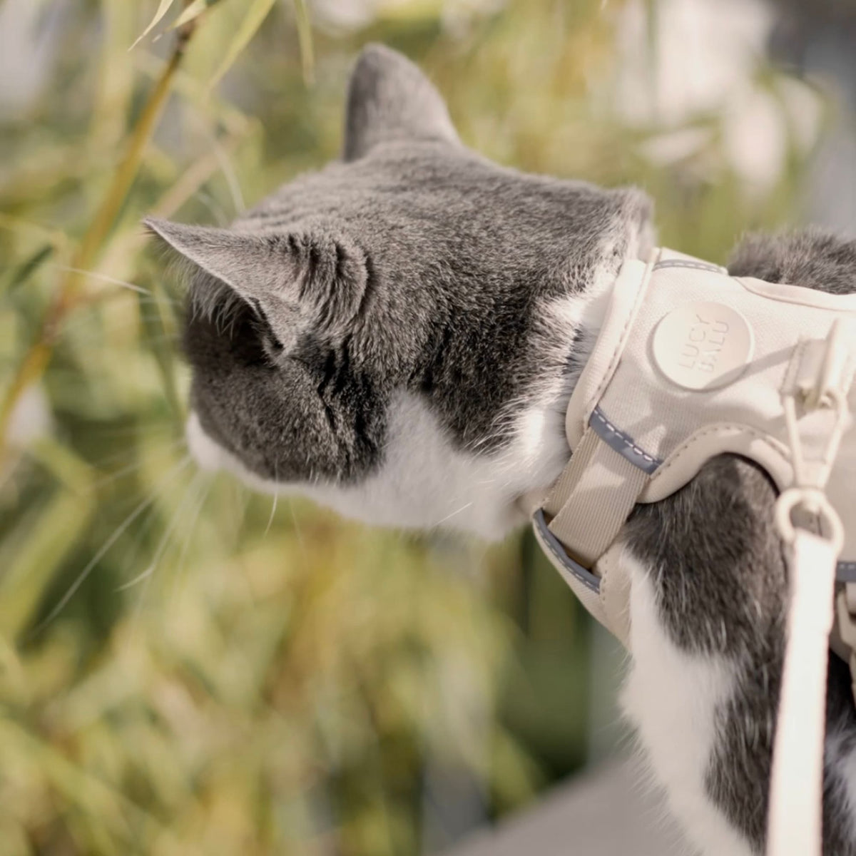 EXPLORER Katzengeschirr