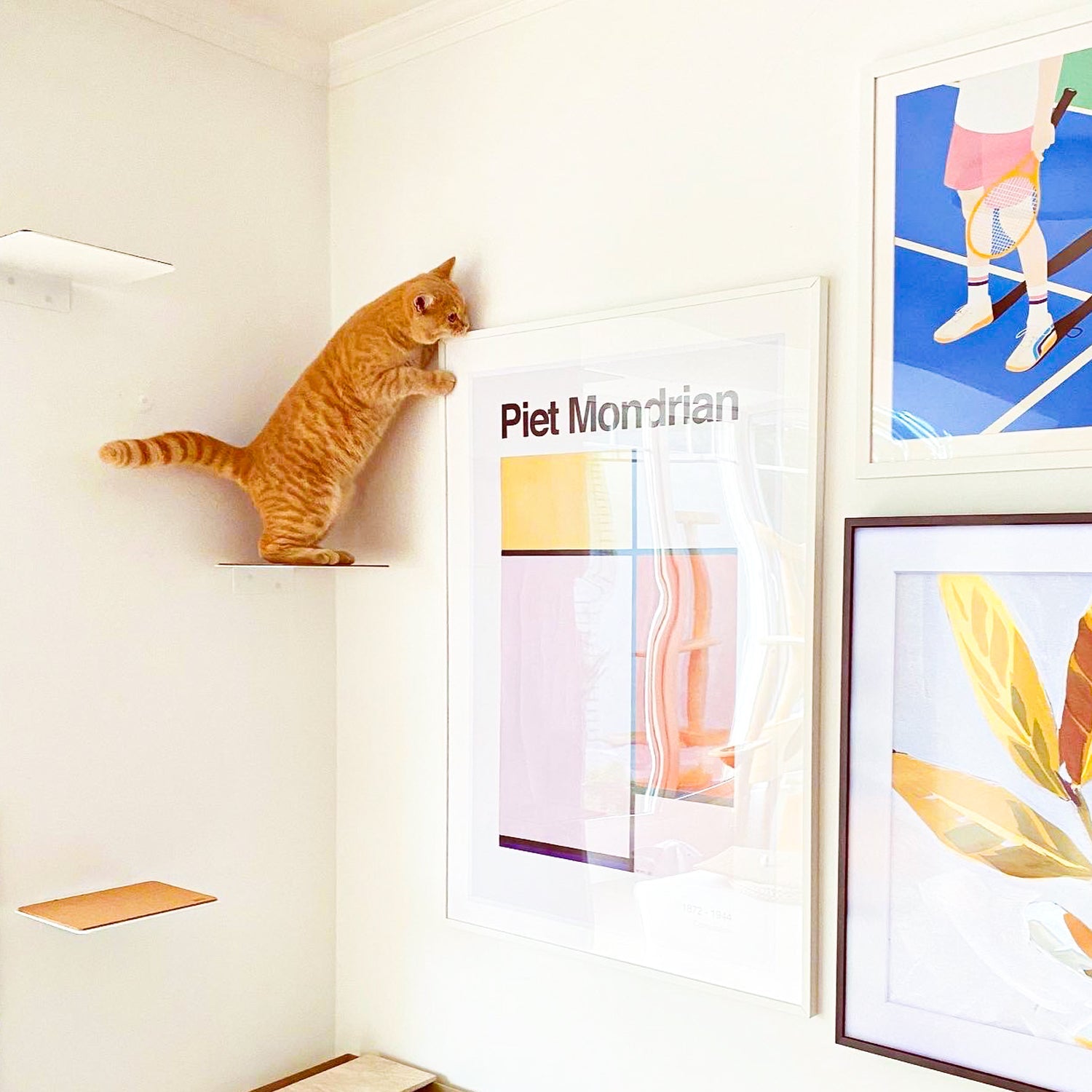Katzenwand Stufe weiß